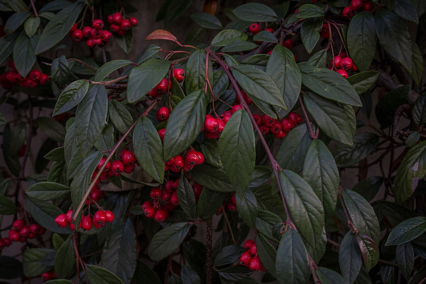 Close-up of red berries on dark green leafy branches