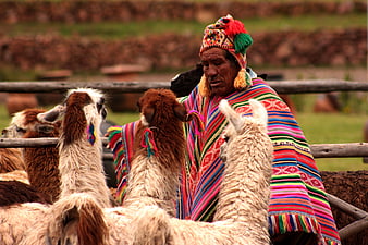 Andean Woman in Traditional Textiles Interacting with Alpacas