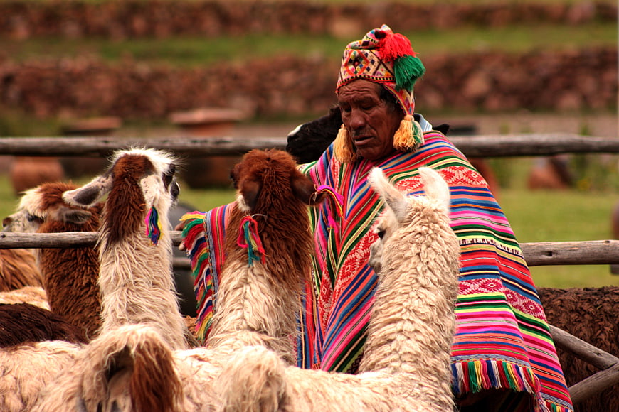 Andean Woman in Traditional Textiles Interacting with Alpacas