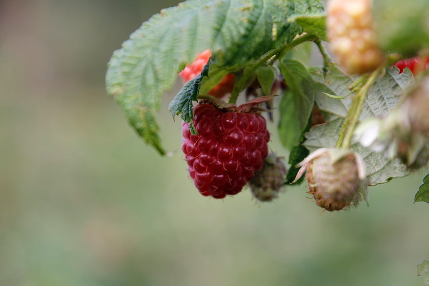 Close-up of ripe red raspberry on bush