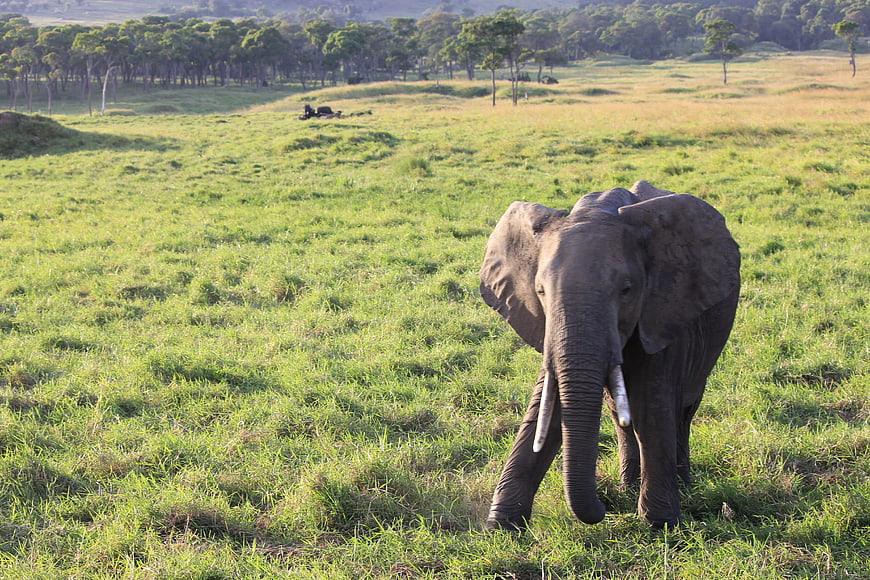 African Elephant Walking in Grassy Savanna Field