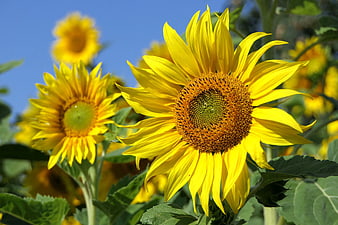Vibrant Sunflowers In Bloom Against Clear Blue Sky