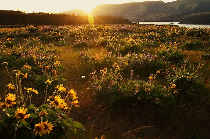 Golden Sunset Over Wildflower Meadow with Lake and Mountains