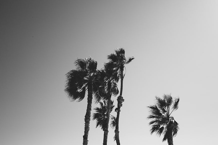 Black and white silhouette of palm trees against a gradient sky