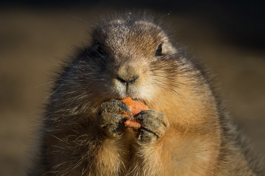 Close-up of Prairie Dog Eating Carrot