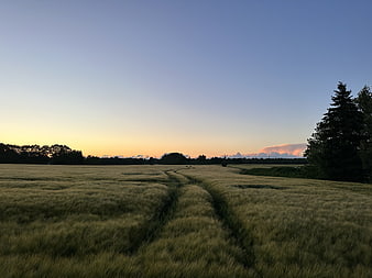 Serene Wheat Field at Sunset with Leading Tracks