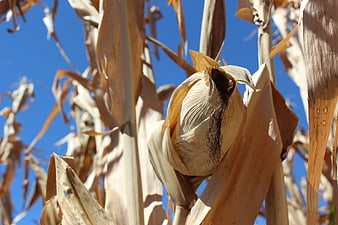 Dried Corn Cob on Stalk in Field Against Blue Sky