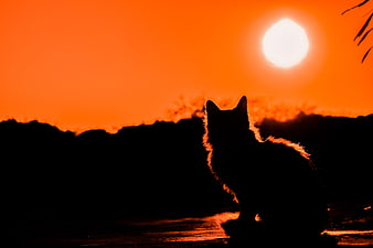Silhouette of a Cat Watching a Vibrant Orange Sunset