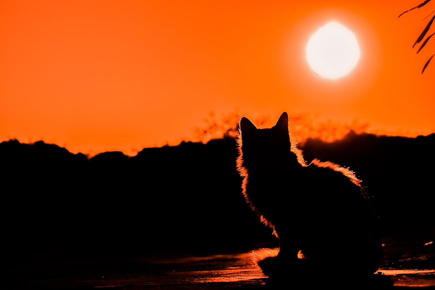 Silhouette of a Cat Watching a Vibrant Orange Sunset