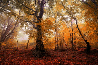 Mystical Autumn Forest with Golden Fog and Red Leaves