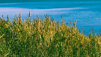 Tall Green Reeds and Grasses by Blue Lake Shore