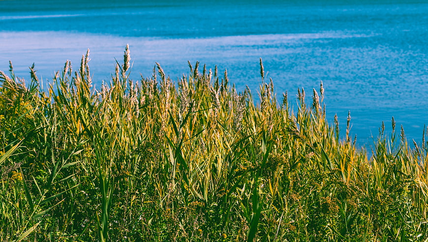 Tall Green Reeds and Grasses by Blue Lake Shore