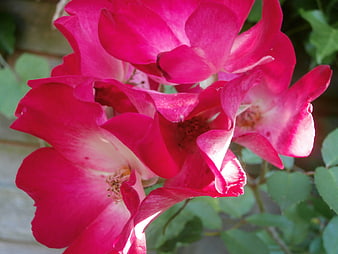 Close-up of vibrant pink roses in a garden