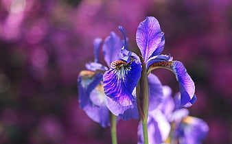 Close-up of vibrant purple iris flower with bokeh background
