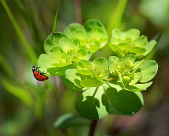 Ladybug on Green Spurge Plant in Sunlight