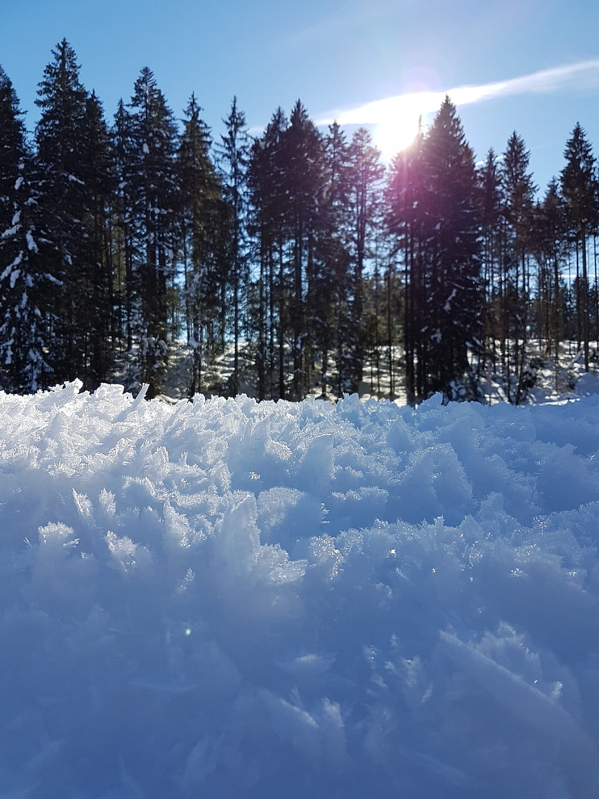 Close-up of frosty snow crystals with sunlit pine forest background