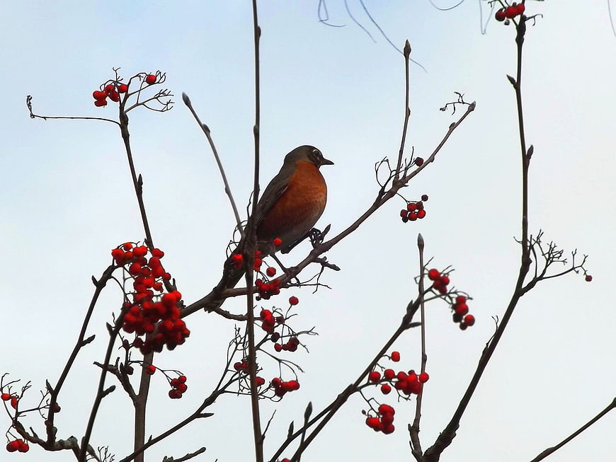American Robin perched on mountain ash branch with red berries