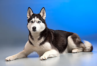 Siberian Husky Dog Lying Down On Blue Studio Background