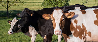 Three Cows Standing in Green Pasture Field