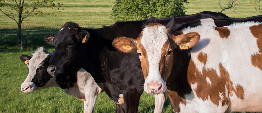 Three Cows Standing in Green Pasture Field