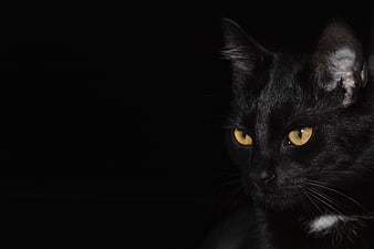 Black Cat Portrait With Golden Eyes On Dark Background