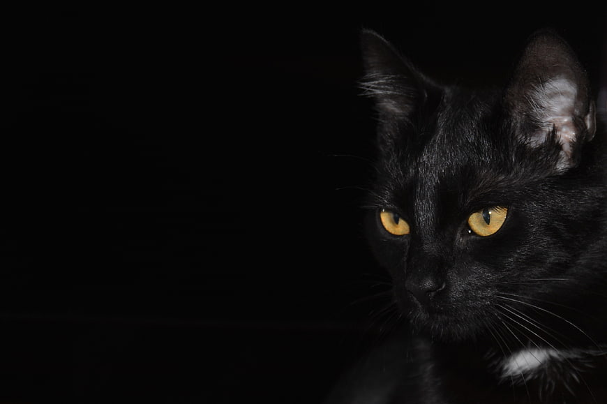 Black Cat Portrait With Golden Eyes On Dark Background