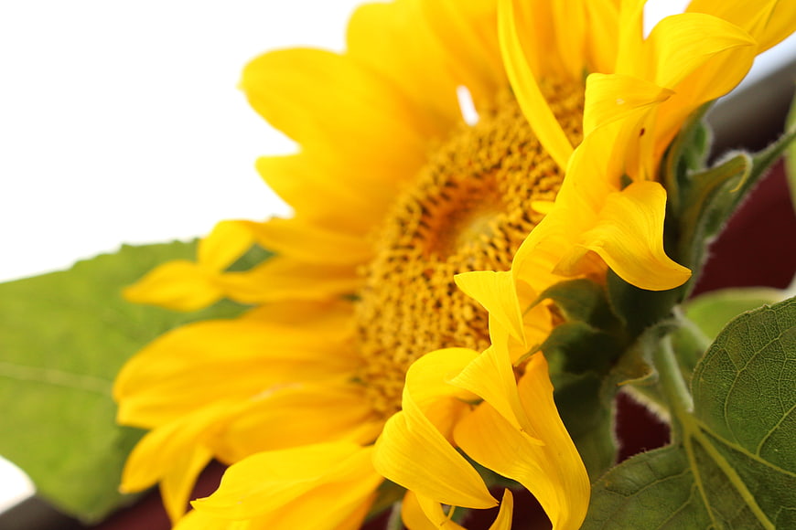 Close-up of a vibrant yellow sunflower with green leaves