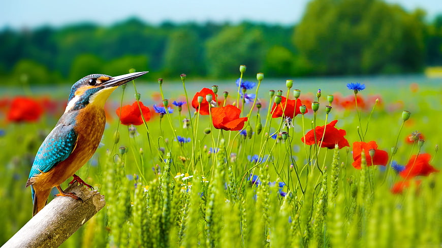 Kingfisher perched on branch in vibrant poppy field