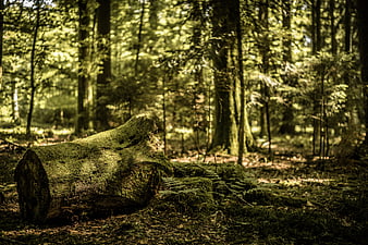 Mossy fallen log in sunlit green forest