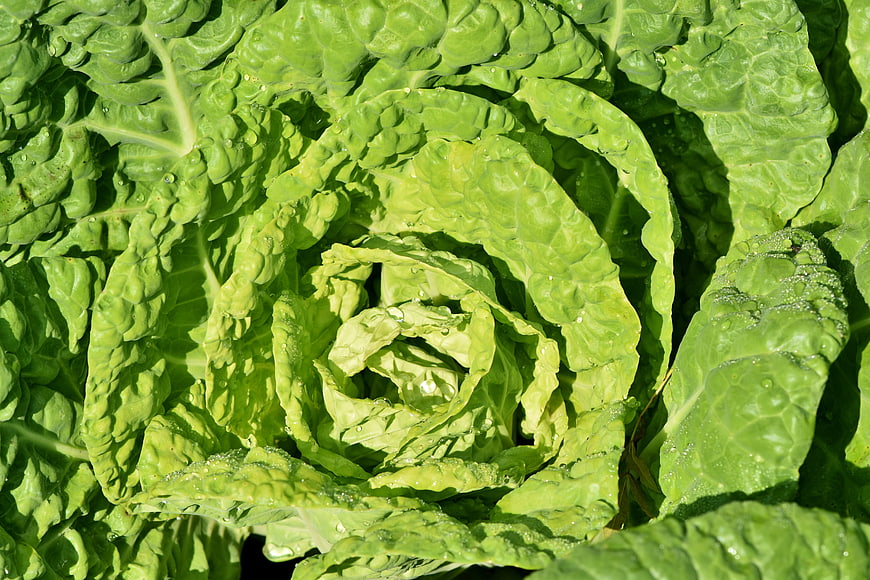 Close-up of fresh green cabbage leaves with dewdrops