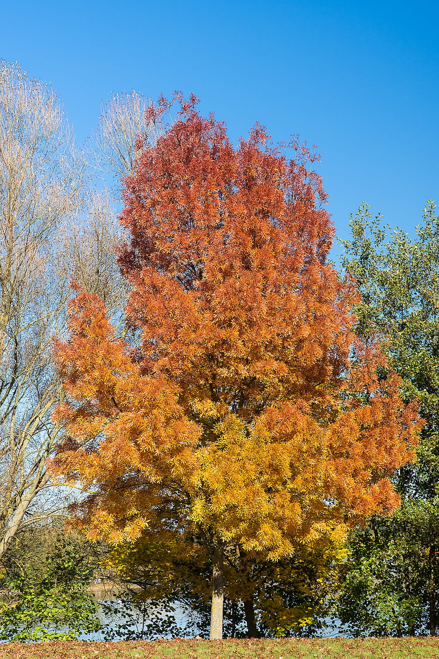 Vibrant Autumn Tree with Red and Yellow Leaves Against Blue Sky