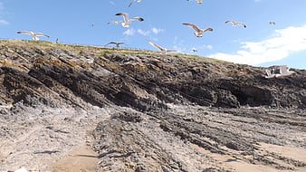 Seagulls Flying Over Rocky Coastal Cliffs