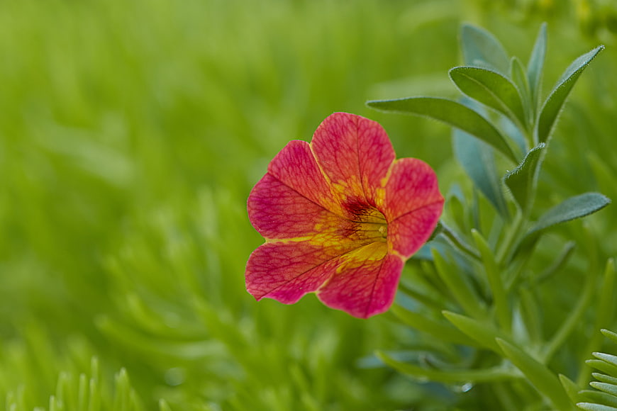 Close-up of vibrant pink and yellow Calibrachoa flower