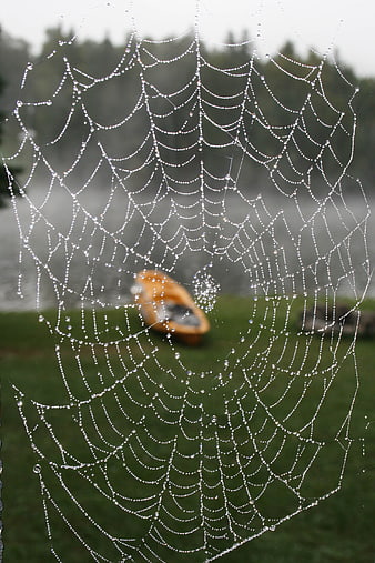 Spider Web with Dew Drops and Blurred Kayak Background