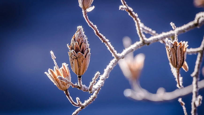 Frost-covered Magnolia Buds on Branches Against Blue Sky
