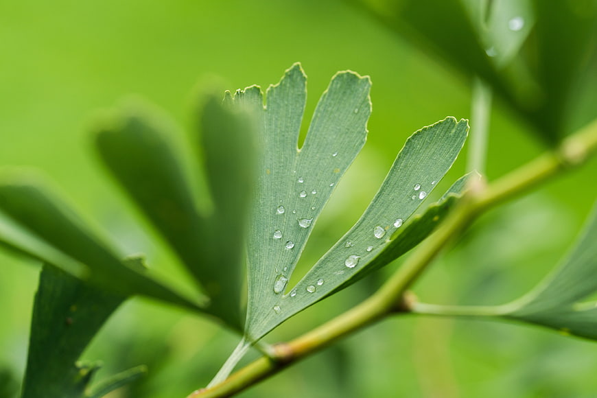 Close-up of Ginkgo Leaf with Water Droplets