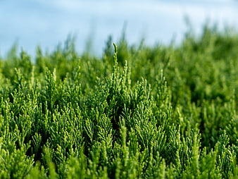 Close-up of vibrant green juniper bush texture with blurred background