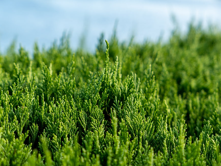 Close-up of vibrant green juniper bush texture with blurred background