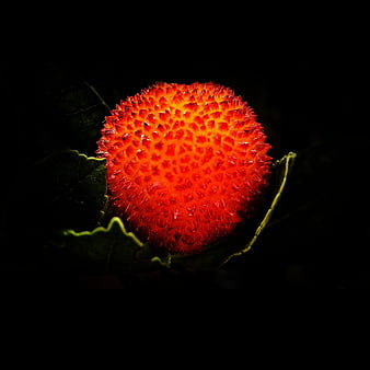 Close-up of vibrant red strawberry on dark background