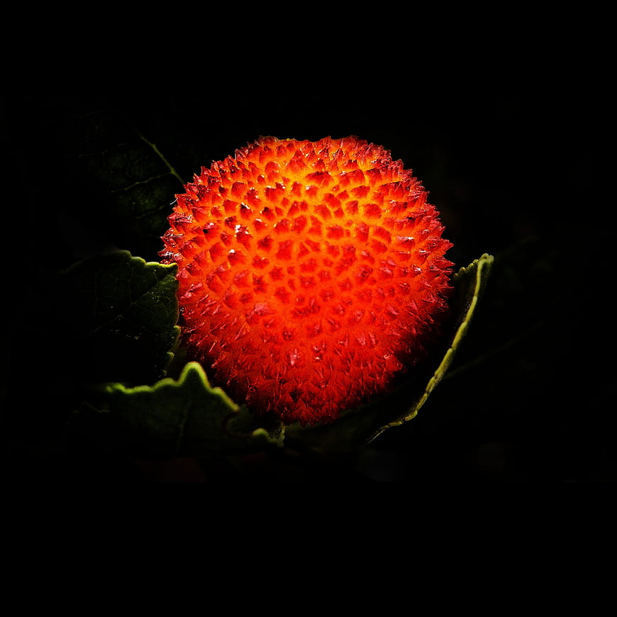 Close-up of vibrant red strawberry on dark background