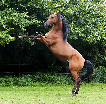 Brown Arabian Stallion Rearing Up in Green Pasture