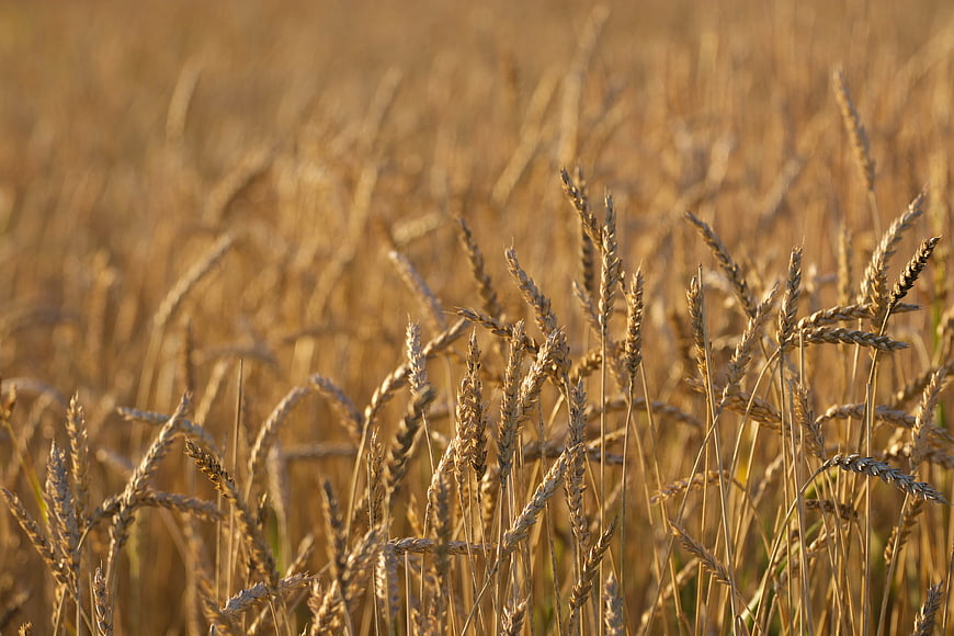 Golden Wheat Field Close-Up in Warm Sunlight