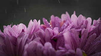 Close-up of purple chrysanthemums with raindrops