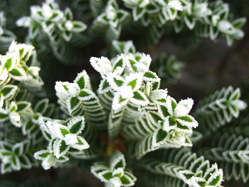 Close-up of variegated green and white succulent leaves