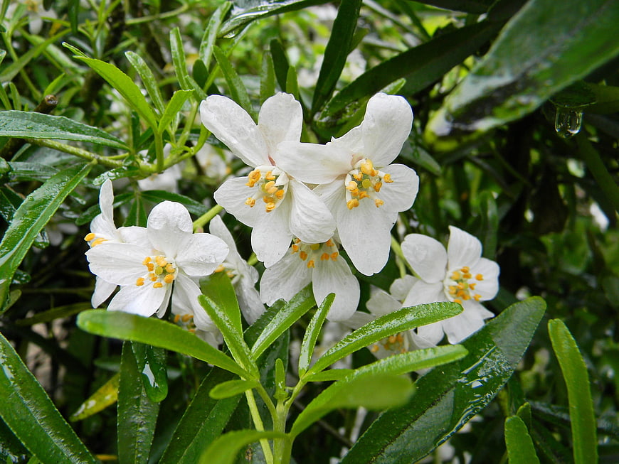White flowers with yellow centers and raindrops on green leaves