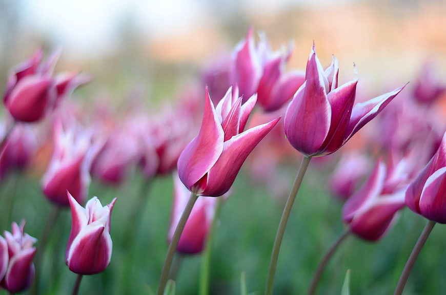 Pink and White Tulips in a Spring Garden