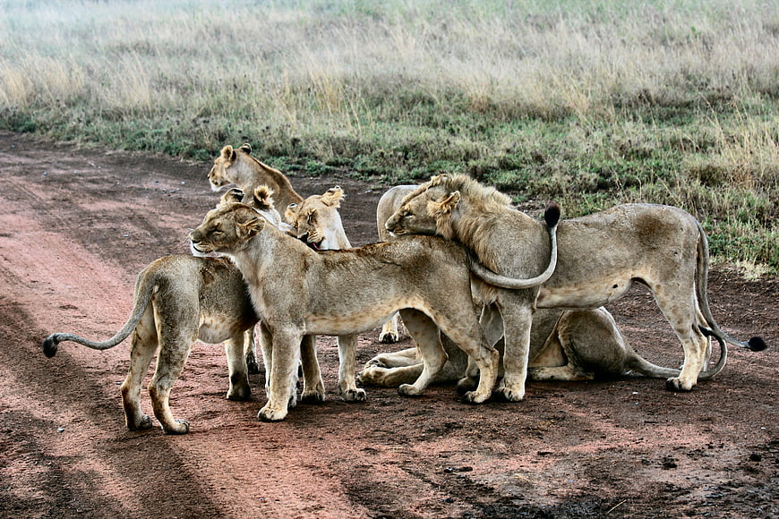 Lion pride resting on red dirt road in African savanna