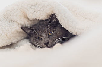 Gray Cat Peeking Out From Under Soft White Fleece Blanket
