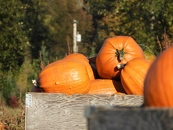 Fresh Orange Pumpkins in Wooden Crate at Autumn Farm