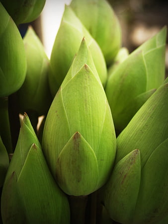 Close-up of Fresh Green Lotus Flower Buds